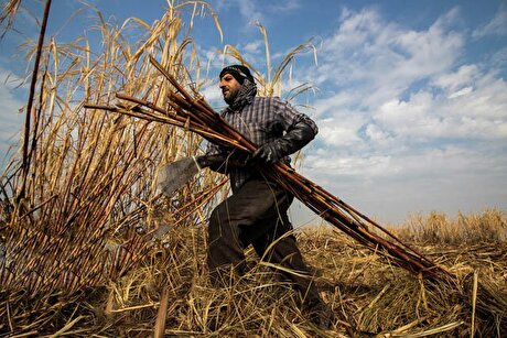 همکاری «ستاد آب» و «کشت و صنعت کارون» برای بازچرخانی آب و بازیافت پسماند نیشکر